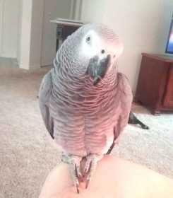 Lost African Grey