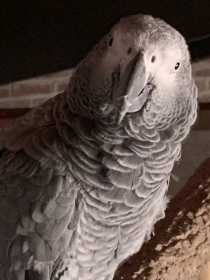 Lost African Grey