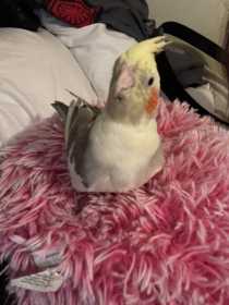 Lost Cockatiel