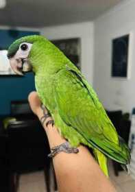 Lost Macaw