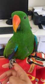 Lost Eclectus