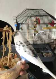 Lost Budgerigar