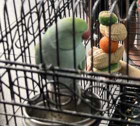 Lost Indian Ringneck Parakeet