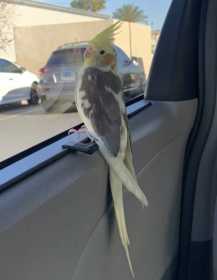 Lost Cockatiel