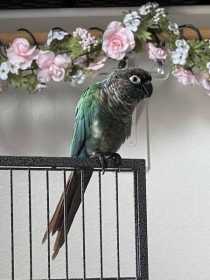 Lost Conure