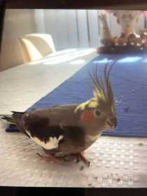 Lost Cockatiel