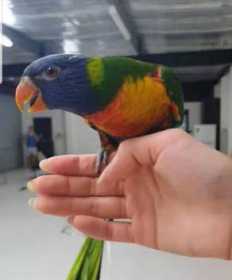 Lost Lory / Lorikeet