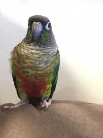 Lost Conure