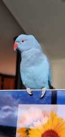 Lost Indian Ringneck Parakeet