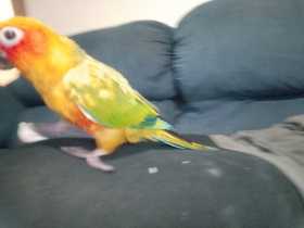 Lost Conure