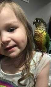 Lost Conure