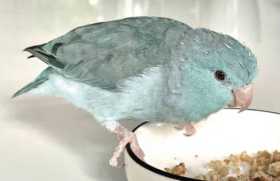 Lost Parrotlet