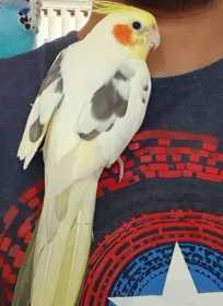 Lost Cockatiel