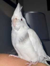 Lost Cockatiel