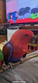 Lost Eclectus