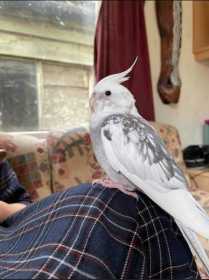 Lost Cockatiel