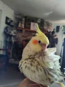 Lost Cockatiel