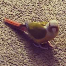 Lost Conure