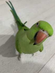 Lost Indian Ringneck Parakeet