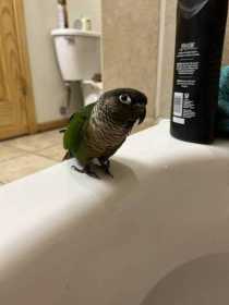 Lost Conure