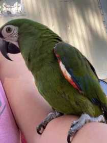 Lost Macaw