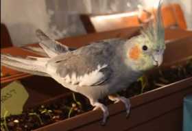 Lost Cockatiel