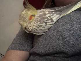 Lost Cockatiel