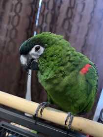 Lost Macaw