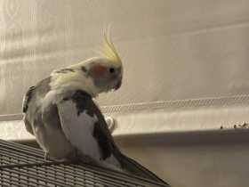 Lost Cockatiel