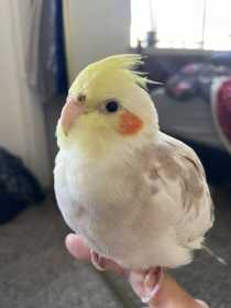 Lost Cockatiel