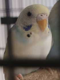 Lost Budgerigar