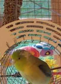 Lost Parrotlet