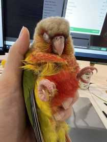 Lost Conure