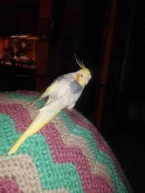 Lost Cockatiel