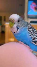 Lost Parakeet