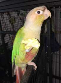 Lost Conure