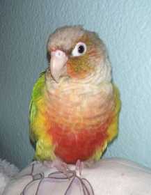 Lost Conure