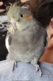 Lost Cockatiel