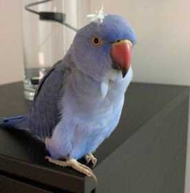 Lost Indian Ringneck Parakeet