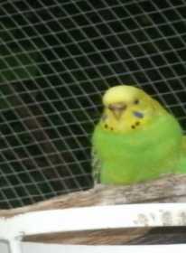 Lost Parakeet