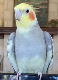 Lost Cockatiel