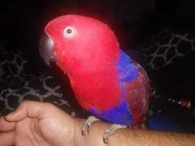 Lost Eclectus