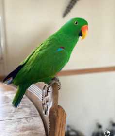 Lost Eclectus