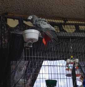 Lost African Grey