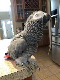 Lost African Grey