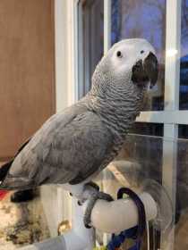 Lost African Grey