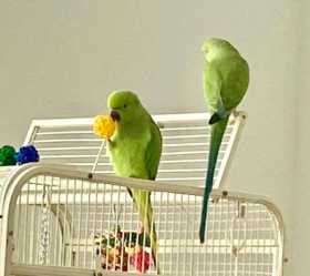 Lost African Ringneck Parakeet