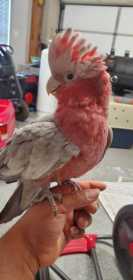 Lost Galah Cockatoo