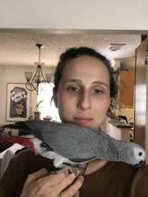 Lost African Grey