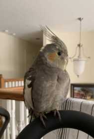 Lost Cockatiel